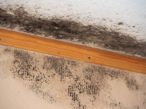 Best Post-Remediation Verification Testing  in Baldwin, PA