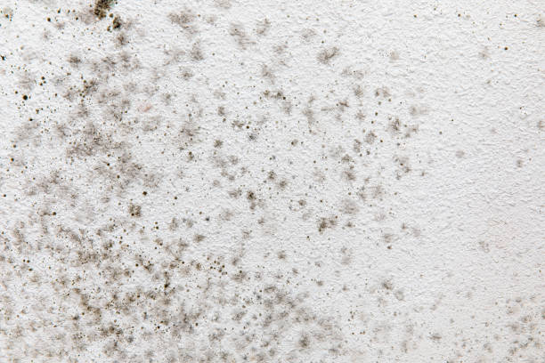 Best Mold-Related Health Consultation  in Baldwin, PA